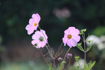 Morning dew trickles down the Cosmos