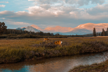 Yoesemite National Park