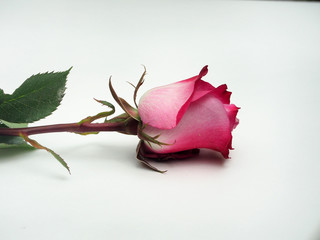 Rose flower lies on a white background. The petals of the rose Bud.