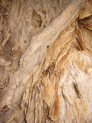Australian paperbark tree with flaky bark in layers 