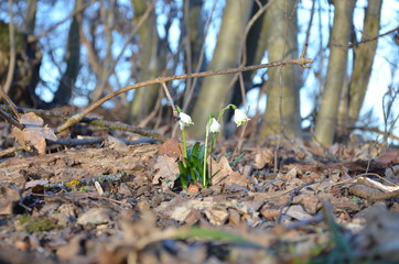 snowdrop 