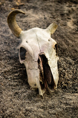 Cow horn or cow skull, people popular make as jewelry home, horn bones brown at bend but one side deduct place put on the ground in the garden with White smoke coming out of fracture of the skull.