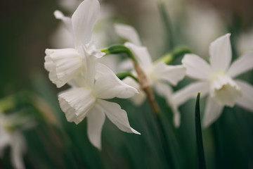 white daffodils blooming in the Spring