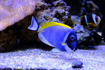 amazing coral reef aquarium with awesome tropical fish