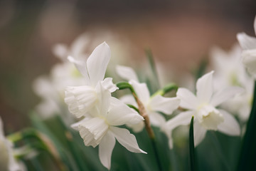 Obraz na płótnie Canvas white daffodils blooming in the Spring