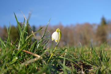 snowdrop 