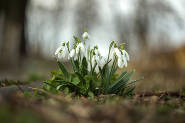 Snowdrop (Galanthus nivalis) in a wonderful evening backlight. Beautiful snowdrop flowers...