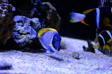 Fototapeta na wymiar amazing coral reef aquarium with awesome tropical fish