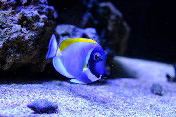 amazing coral reef aquarium with awesome tropical fish