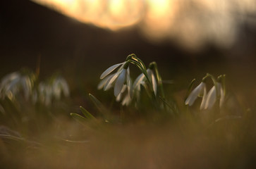 Snowdrop (Galanthus nivalis) in a wonderful evening backlight. Beautiful snowdrop flowers (Galanthus nivalis) at spring.