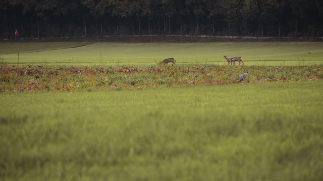 Zoom in view of wild deer walking and feeding on a field, with a pedestrian in the distance walking away.