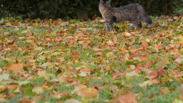 Cute clumsy cat walks by on colorful leaves in the start of autumn.