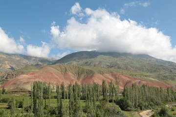 red poppy flower garden.turkey 