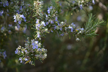 Close-up of Rosemary Flowers, Macro Nature