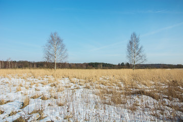 Birches without leaves, snow on a wild meadow and clear sky