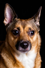 portrait of a dog on a black background