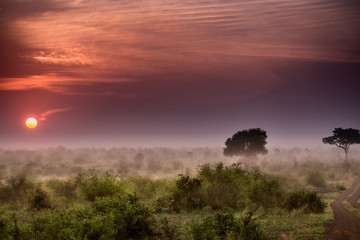 Fototapeta na wymiar Safari Sunrise