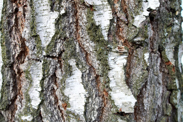 Natural background of birch bark with natural birch texture. Pattern, organic