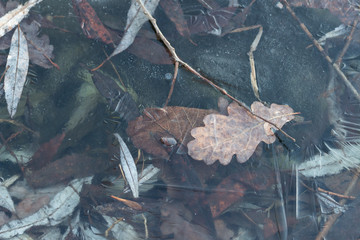 Fallen leaves, frozen in the ice of the reservoir, texture, background