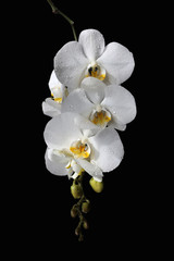 white orchids on a black background