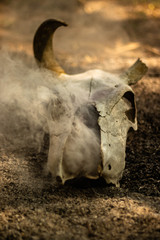 Cow horn or cow skull, people popular make as jewelry home, horn bones brown at bend but one side deduct place put on the ground in the garden with White smoke coming out of fracture of the skull.