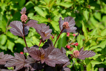 .Pacific ninebark (Physocarpus opulifolius), grades of Diabolo or Purpureus. Escapes with buds
