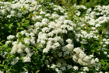 Blossoming spireya (Spiraea hypericifolia L.)
