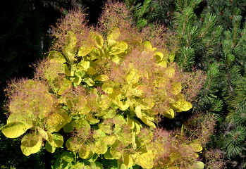 Fragment of krone of a wig-tree, grade Golden Spirit (Cotinus coggygria Scop. Golden Spirit).