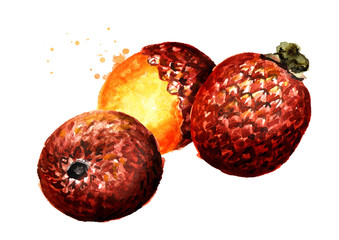 Exotic Buriti fruit Aguaje  or Moriche palm fruit mauritia flexuosa. Watercolor hand drawn illustration isolated on white background