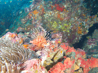 Plongée .Thailande