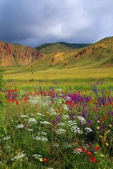 red poppy flower garden.turkey 