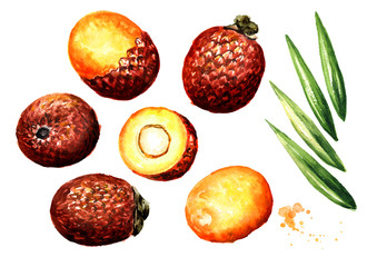 Exotic Buriti fruit Aguaje or Moriche palm fruit mauritia flexuosa set. Superfood. Watercolor hand drawn illustration, isolated on white background