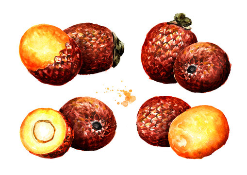 Exotic Buriti fruit Aguaje or Moriche palm fruit mauritia flexuosa set. Watercolor hand drawn illustration, isolated on white background