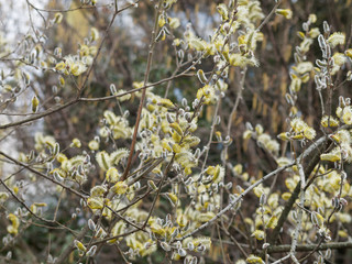 Chatons remplis d'étamines jaune au printemps du saule marsault ou saule des chèvres (salix caprea), sur des rameaux étalés et nues. 