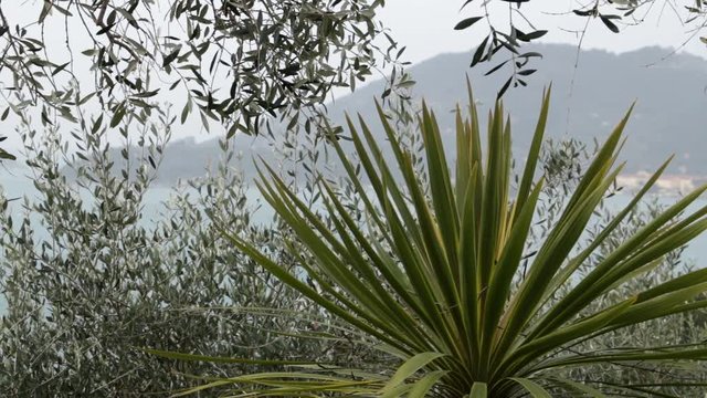 A Mediterranean garden in Liguria where the olive trees are combined with ornamental plants. In the background the sea of the Gulf of La Spezia