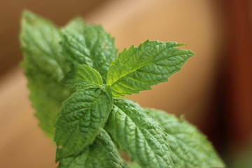 mint balm garden leaf plant herb green 