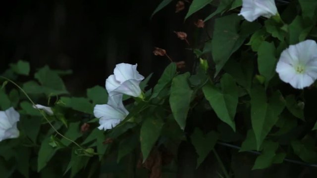 Noxious weed climbing over wire fence into neighboring property, HANDHELD