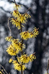ozdobny krzew oczar wirginijski © Henryk Niestrój