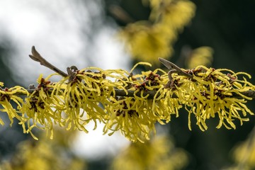 oczar ozdobny krzew © Henryk Niestrój