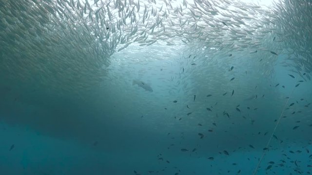 Huge school of fusilier fish ebbs and circles around large predator fish; open water pinnacle.