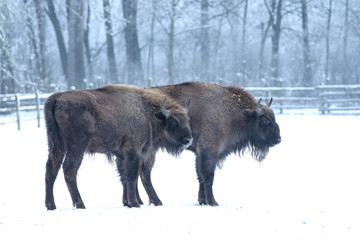 Zwei Wisente (Bos bonasus) im Wildpark