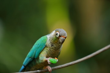 loro comida