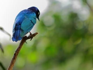 pájaro mirada vacío
