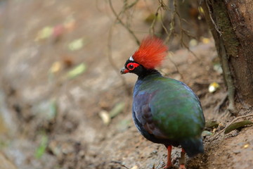 punky rojo pájaro 