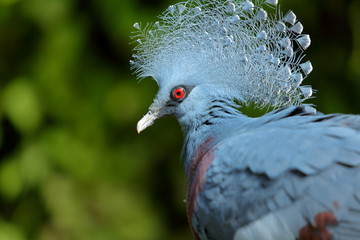 pájaro cresta azul