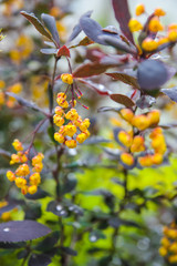 yellow flowers on a background
