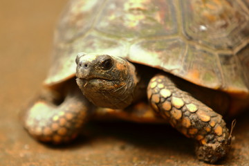 Tortuga