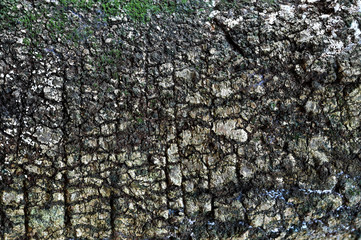 Pepagan is also called bark, which is the outermost layer of stems