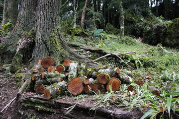 Tree Trunks - Troncos de Árvore