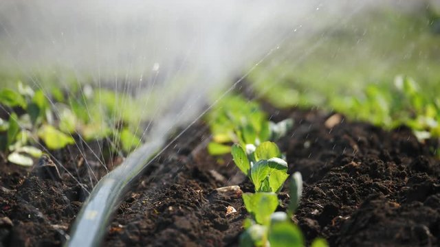 Close-up of irrigation of plantation.